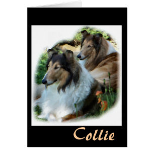 Rough Collie Don d'art