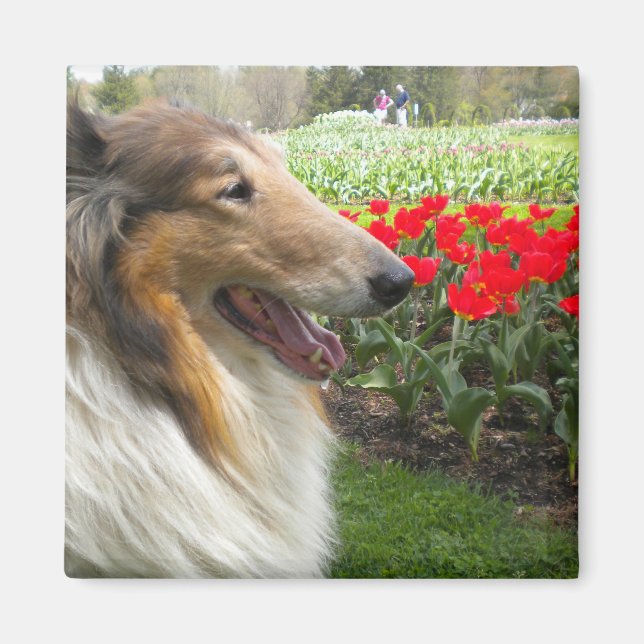Rough Sable Collie n Tulips Magnet (Devant)