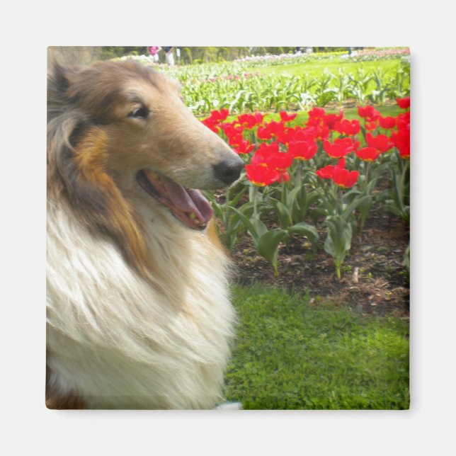 Rough Sable Collie n Tulips Magnet (Devant)