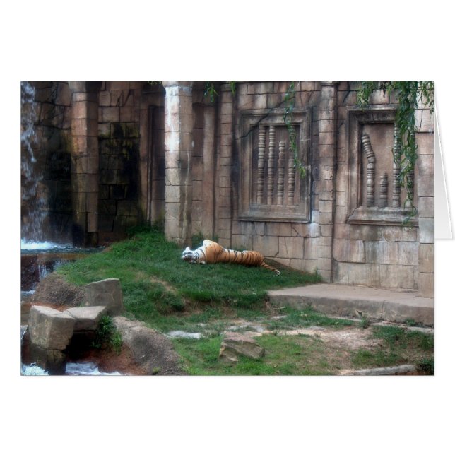 Rouleau de tigre (Devant horizontal)