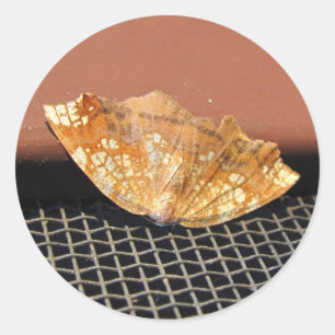 Rousty Moth ~ autocollant