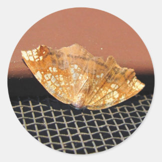 Rousty Moth ~ autocollant