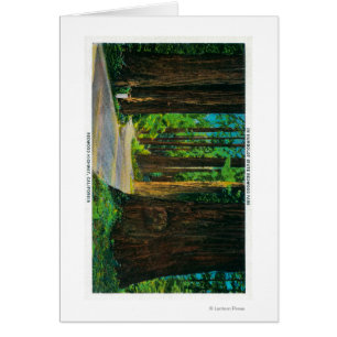 Route de séquoia en parc de séquoia d'état de