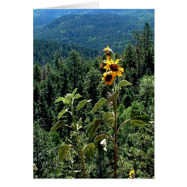 Route vers Taos (Devant)