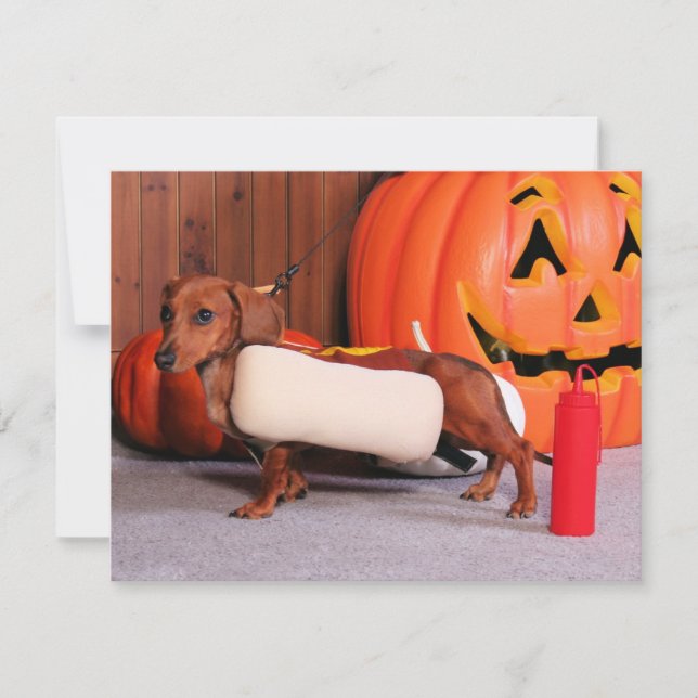 Roxy - Mini Dachshund - Elliott (Devant)