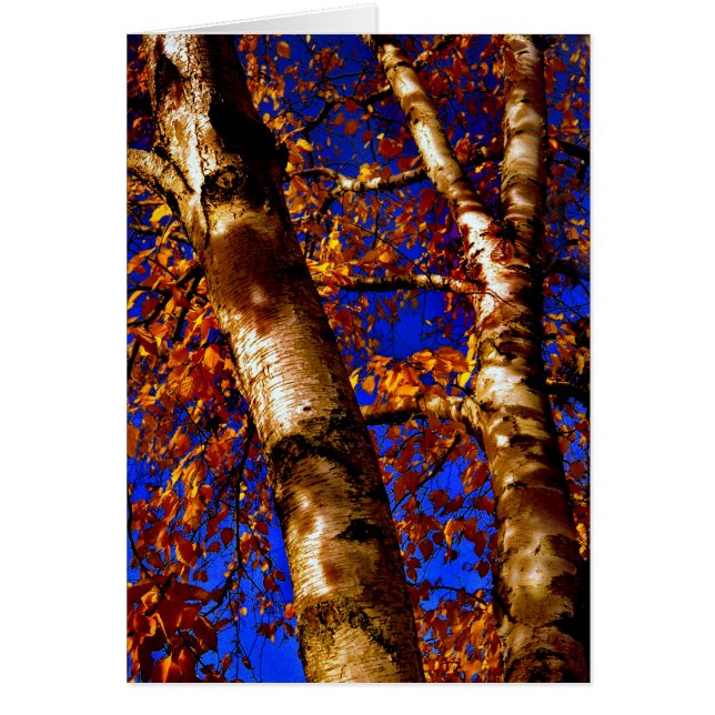 Royal Birch (Devant)