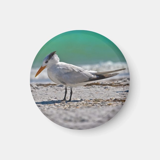 Royal Tern Magnet (Devant)