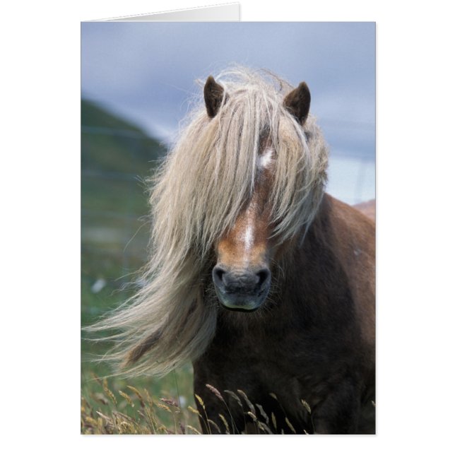 Royaume-Uni, Écosse, îles Shetland, poney Shetland (Devant)