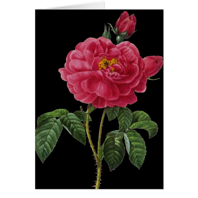 Roza Gallica (Devant)