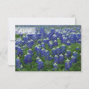RSVP Texas Bluebonnets Photo sur cartes noires