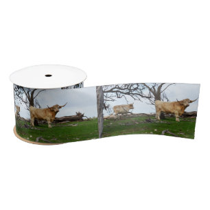 Ruban En Satin Deux vaches de Highland dans des terres paisibles,