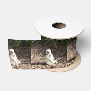Ruban En Satin Modèle en nature : Posing Meerkat blanc pour camér