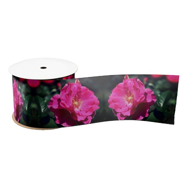 Ruban En Satin Rose rose en pleine floraison Gros plan (Bobine)