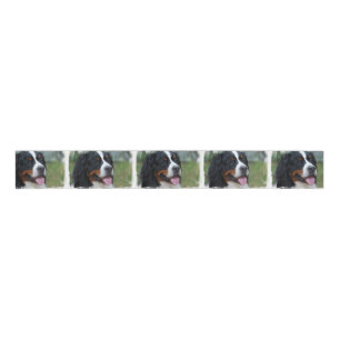 Ruban Gros-grain bernese-mountain-dog-7