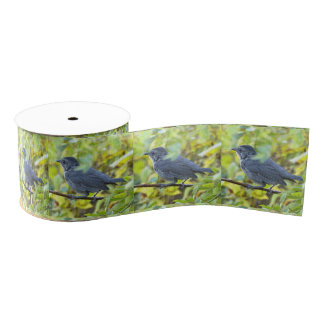 Ruban Gros-grain Bird Photo Ribbon