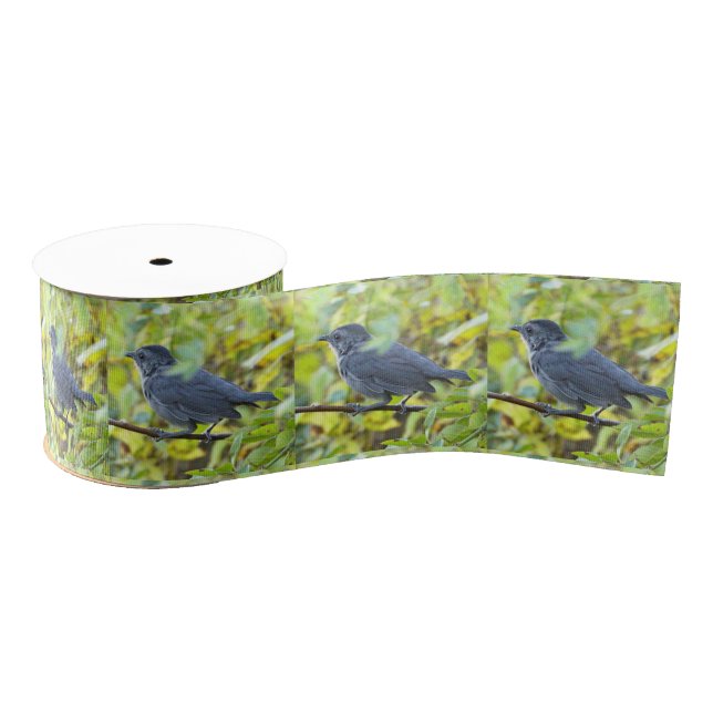 Ruban Gros-grain  Bird Photo Ribbon (Bobine)