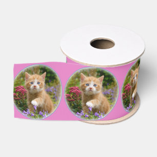 Ruban Gros-grain Cute Ginger Chat Kitten dans un jardin Portrait Ph