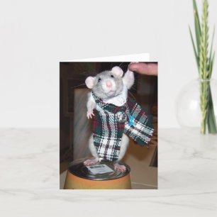 Rubis dans sa carte de kilt