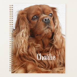 Ruby Cavalier King Charles Spaniel Chien