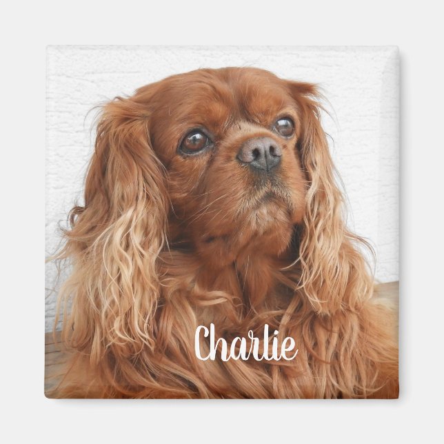 Ruby Cavalier King Charles Spaniel Chien Magnet (Devant)