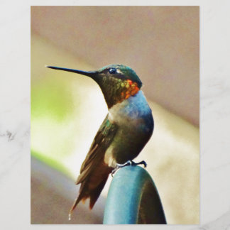 Ruby perché et petit colibri vert