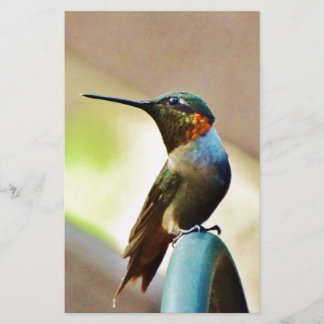 Ruby perché et petit colibri vert