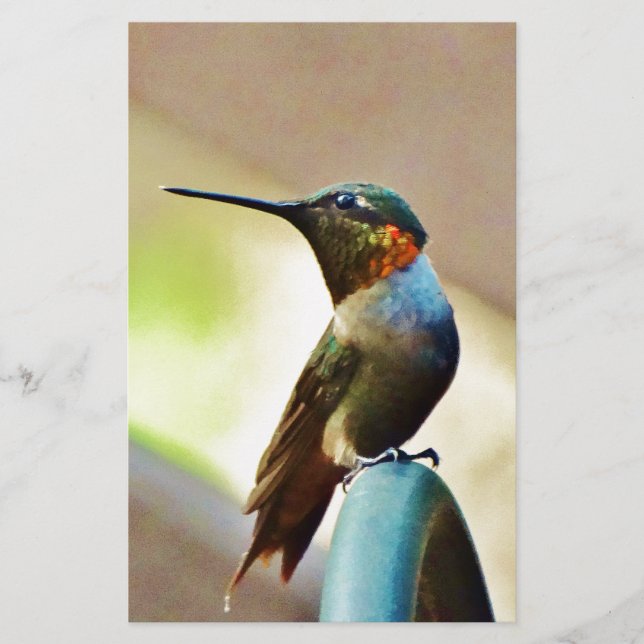 Ruby perché et petit colibri vert (Devant)