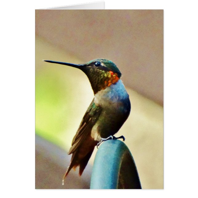 Ruby perché et petit colibri vert (Devant)