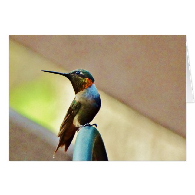 Ruby perché et petit colibri vert (Devant horizontal)