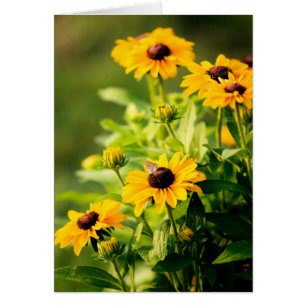 Rudbeckia