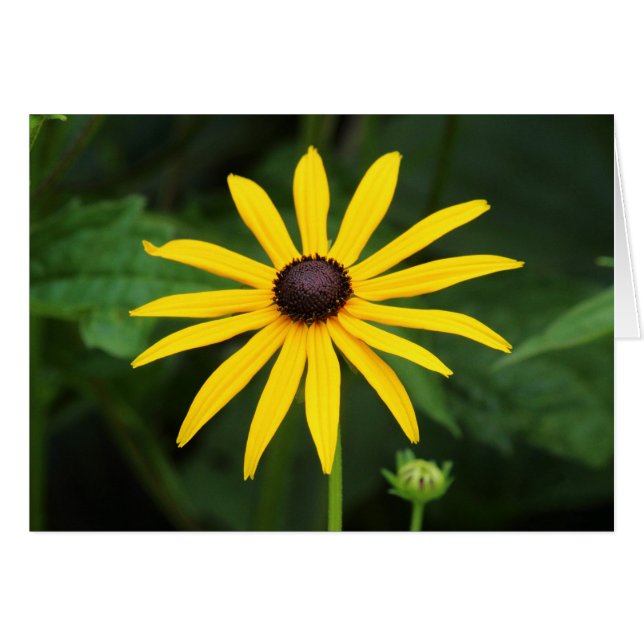 Rudbeckia hirta (Devant horizontal)