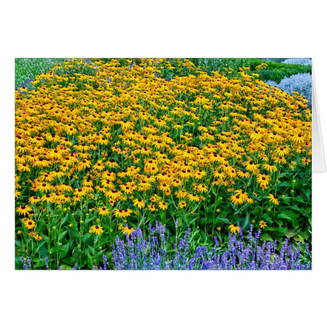 Rudbeckia Hirta Et Lavender (Devant Horizontal)