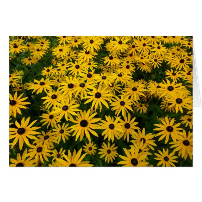 Rudbeckia Hirta (Susans aux yeux noirs) (Devant horizontal)
