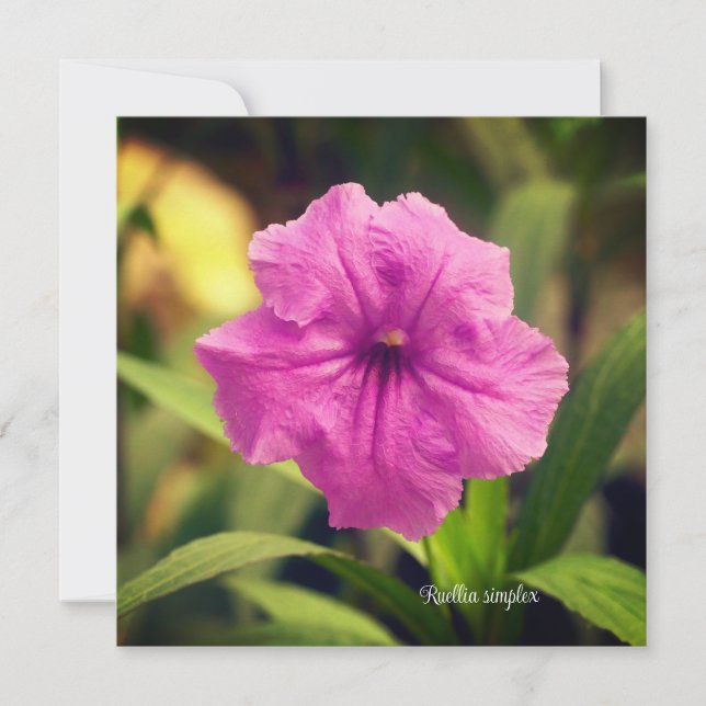 Ruellia simplex (Devant)