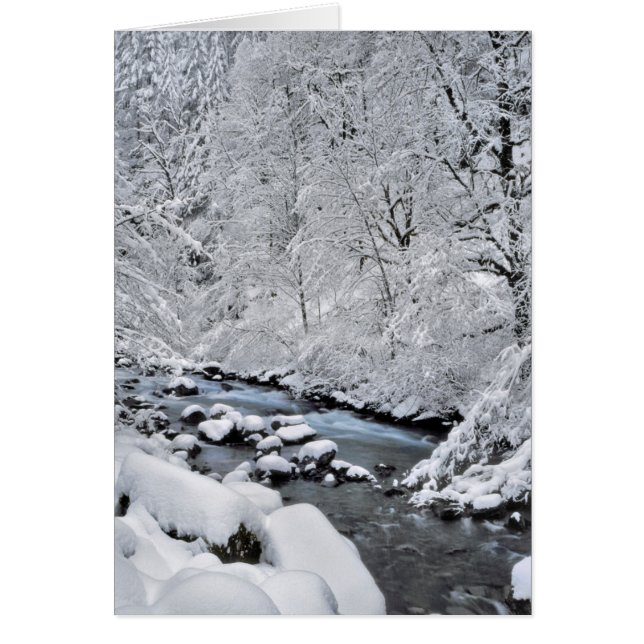 Ruisseau blanc enneigé pittoresque, Oregon (Devant)