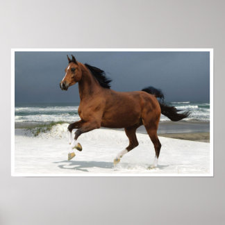 Runing Horse at the Beach Art Print Poster