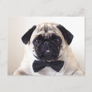 Rupert La Carte Postale Carlin