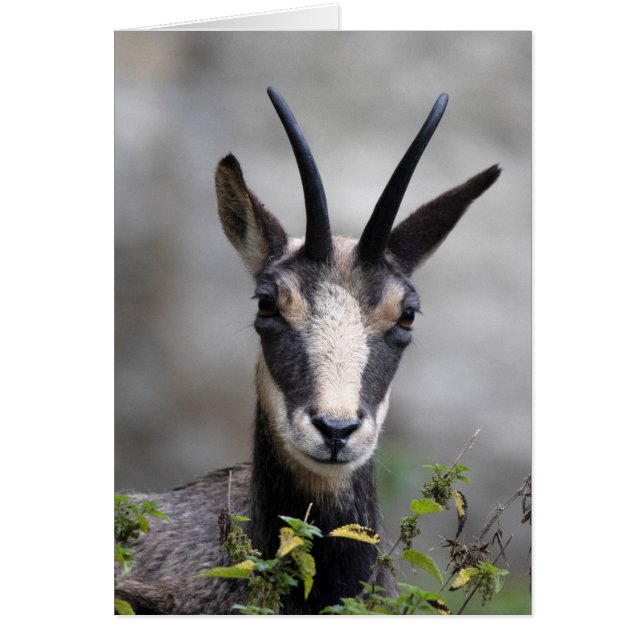 Rupicapra rupicapra (Devant)