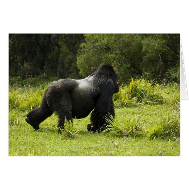 Rwanda, Parc national des Volcans (Devant horizontal)