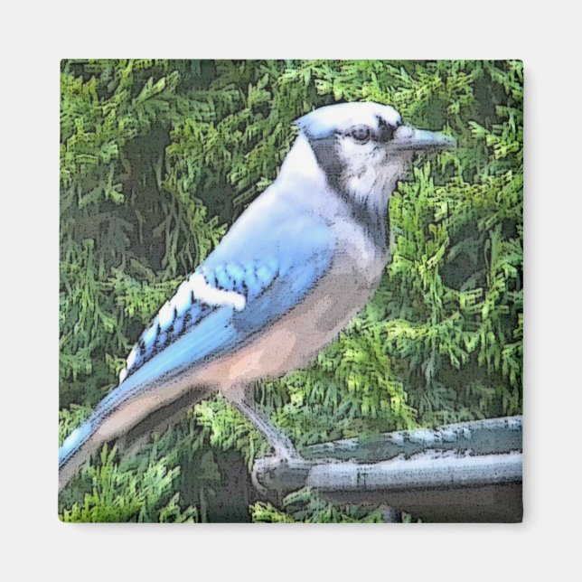 SA - Aimant de jay bleu (Devant)