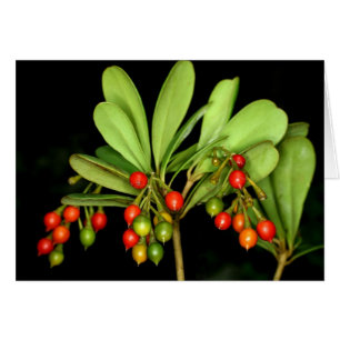 Saba : Arborea de Jacquinia