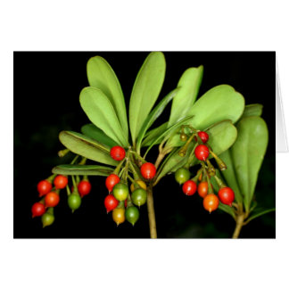 Saba : Arborea de Jacquinia