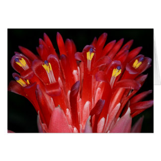 SABA : Billbergia pyramidalis