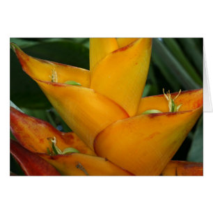 SABA : Heliconia caribbaea