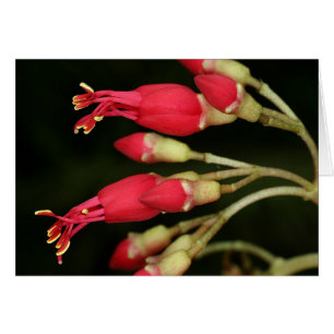 Saba : Purpureus de Charianthus