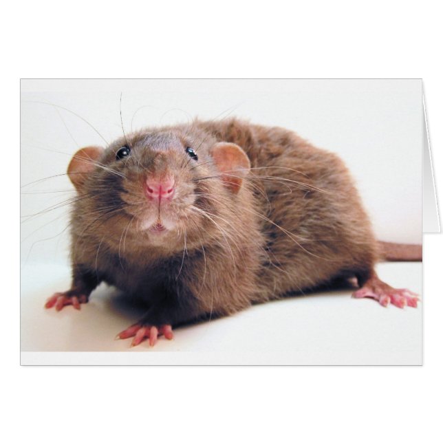 Sable Burmalicious (Devant horizontal)