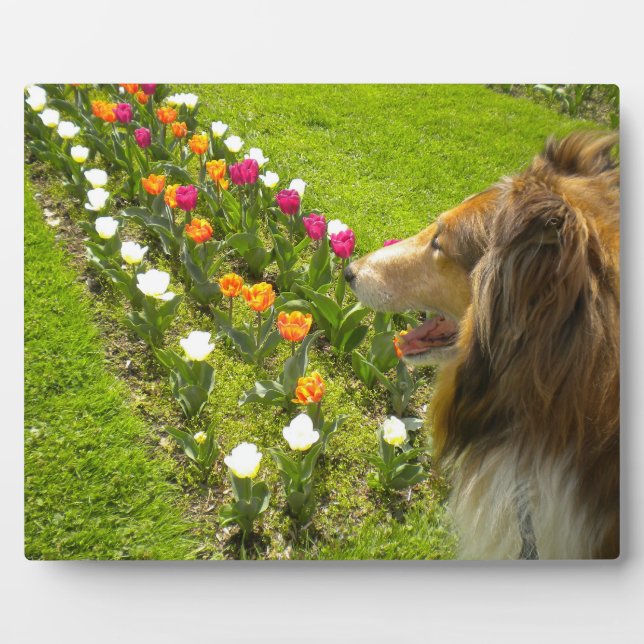 Sable Collie N Tulips Plaque photo (Devant)