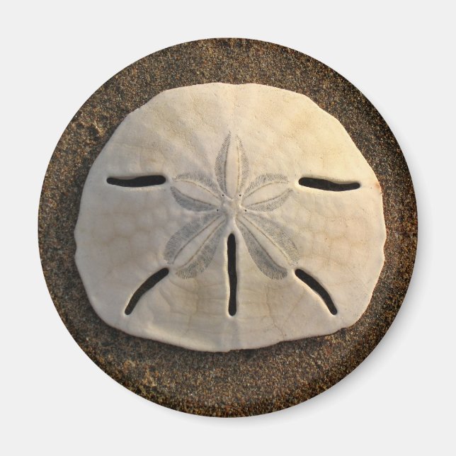 Sable Dollar Mer Shell Beach Magnet (Devant)