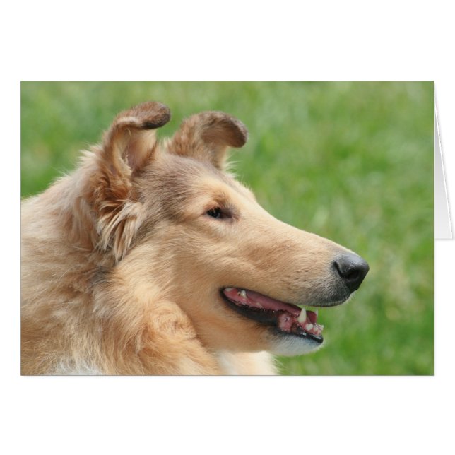 Sable Rough Collie (Devant Horizontal)