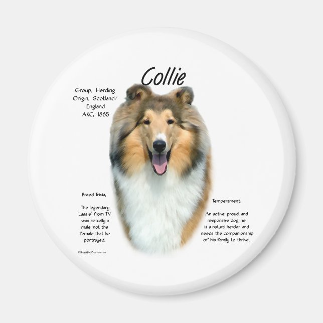 Sable Rough Collie Rencontrez la race - Magnet (Devant)